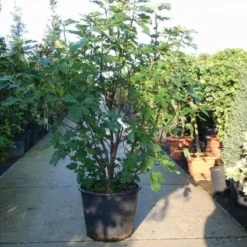 Vijg (Ficus Carica) -Aanbiedingen Hortus Groei Winkel 20101215105457 10