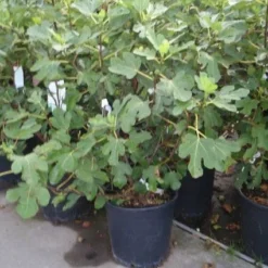 Vijg (Ficus Carica) -Aanbiedingen Hortus Groei Winkel 20101215105937 10