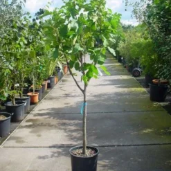 Vijg Op Stam (Ficus Carica) -Aanbiedingen Hortus Groei Winkel 20101215110043 8