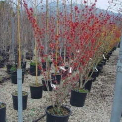 Toverhazelaar (Hamamelis Intermedia 'Diane') 9 Toverhazelaar (Hamamelis Intermedia 'Diane') -Aanbiedingen Hortus Groei Winkel 20101215122825 45 9