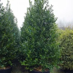 Gewone Hulst (Ilex Aquifolium) -Aanbiedingen Hortus Groei Winkel 20101215152933 12 1