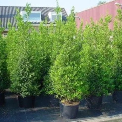 Hulst (Ilex Aquifolium 'Silver Queen') -Aanbiedingen Hortus Groei Winkel 20101215153306 11