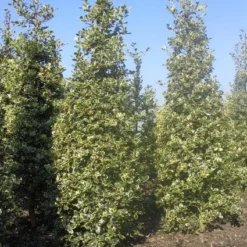 Hulst (Ilex Aquifolium 'Argentea Marginata') -Aanbiedingen Hortus Groei Winkel 20101215153638 9 1