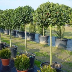 Hulst Op Stam (Ilex Aquifolium)