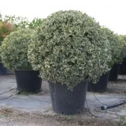 Bonte Hulst In Bolvorm (Ilex Aquifolium 'Argentea Marginata') -Aanbiedingen Hortus Groei Winkel 20101215154613 5