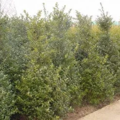 Blauwe Hulst (Ilex Meserveae 'Blue Prince') -Aanbiedingen Hortus Groei Winkel 20101215164749 10