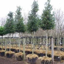 Hulst Als Boom (Ilex 'Nellie R. Stevens') -Aanbiedingen Hortus Groei Winkel 20101215170614 8