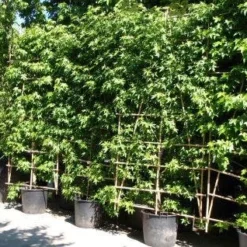 Amberboom Als Leivorm (Liquidambar Styraciflua 'Worplesdon') -Aanbiedingen Hortus Groei Winkel 20101217130845 2