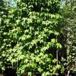 Amberboom Als Leivorm (Liquidambar Styraciflua) -Aanbiedingen Hortus Groei Winkel 20101217133819 3