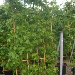 Amberboom Als Leivorm (Liquidambar Styraciflua) -Aanbiedingen Hortus Groei Winkel 20101217133829 3