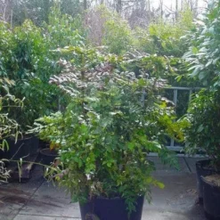 Chinese Mahoniestruik (Mahonia Bealei)