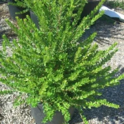 Dwergmirte (Myrtus Communis 'Tarentina') -Aanbiedingen Hortus Groei Winkel 20101217172218 2