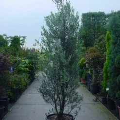 Olijf Als Struik (Olea Europaea) -Aanbiedingen Hortus Groei Winkel 20101220120639 9