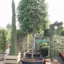 Glansmispel Als Boom (Photinia Fraseri 'Red Robin') -Aanbiedingen Hortus Groei Winkel 20101220152227 9