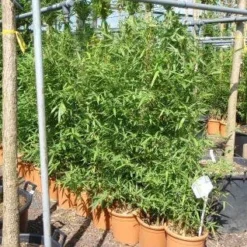 Bamboe (Phyllostachys Aurea) -Aanbiedingen Hortus Groei Winkel 20101220162232 13