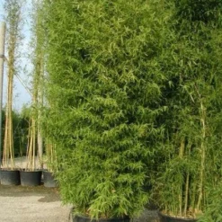 Bamboe (Phyllostachys Aurea) -Aanbiedingen Hortus Groei Winkel 20101220162254 13