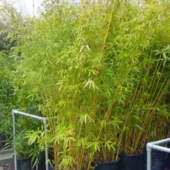 Bamboe (Phyllostachys Aureosulcata 'Spectabilis') -Aanbiedingen Hortus Groei Winkel 20101220163030 7