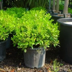 Australische Laurier (Pittosporum Tobira 'Nanum') -Aanbiedingen Hortus Groei Winkel 20101221141255 8