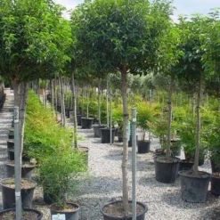 Portugese Laurier Op Stam (Prunus Lusitanica 'Angustifolia') -Aanbiedingen Hortus Groei Winkel 20101221164022 5