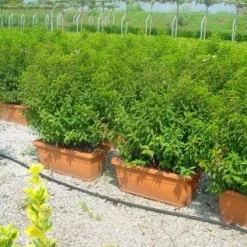 Portugese Laurier Als Meeneemhaag (Prunus Lusitanica)