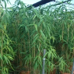 Bamboe (Pseudosasa Japonica) -Aanbiedingen Hortus Groei Winkel 20101224133625 11