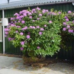 Rhododendron (Rhododendron Catawbiense 'Grandiflorum') -Aanbiedingen Hortus Groei Winkel 20101227172716 13