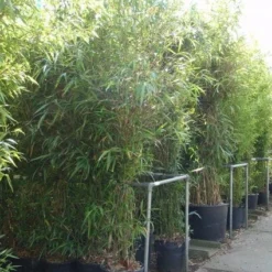 Bamboe (Semiarundinaria Fastuosa)