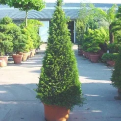 Taxus Als Pyramide (Taxus Baccata) -Aanbiedingen Hortus Groei Winkel 20101228152743 5