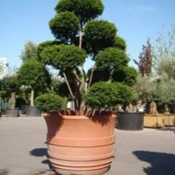 Taxus Als Bonsai (Taxus Baccata) -Aanbiedingen Hortus Groei Winkel 20101230131827 1