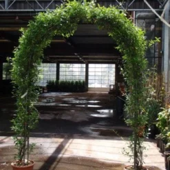 Toscaanse Jasmijn In Boogvorm (Trachelospernum Jasminoides)