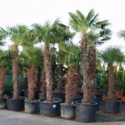 Winterharde Palm (Trachycarpus Fortunei) 9 Winterharde Palm (Trachycarpus Fortunei) -Aanbiedingen Hortus Groei Winkel 20101231135206 14