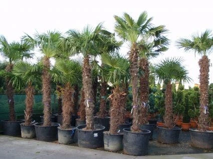 Winterharde Palm (Trachycarpus Fortunei) 3 Winterharde Palm (Trachycarpus Fortunei) - Afbeelding 3