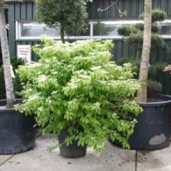 Sneeuwbal (Viburnum Plicatum 'Mariesii') -Aanbiedingen Hortus Groei Winkel 20101231142710 10