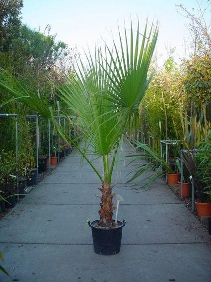 Washingtonia (Washingtonia Robusta) 1 Washingtonia (Washingtonia Robusta)