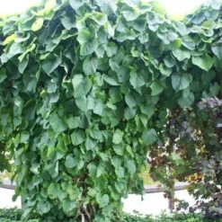 Duitse Pijp (Aristolochia Macropylla) -Aanbiedingen Hortus Groei Winkel 20110731133730 3
