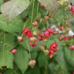 Kardinaalsmuts (Euonymus Planipes) -Aanbiedingen Hortus Groei Winkel 20110731134608 5