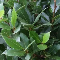 Echte Laurier Op Stam (Laurus Nobilis) -Aanbiedingen Hortus Groei Winkel 20110822170724 4