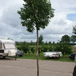 Aardbeiboom (Arbutus Unedo) -Aanbiedingen Hortus Groei Winkel 20110822171531 4