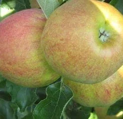 Appelboom (Malus Domestica 'Elstar') -Aanbiedingen Hortus Groei Winkel 20110905154809 6