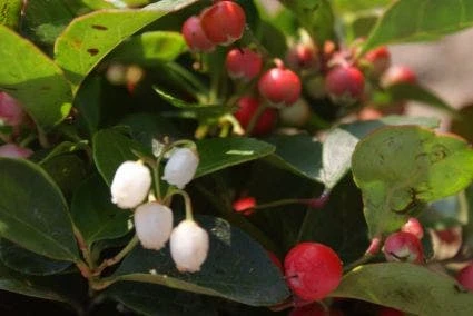 Bergthee / Patrijzenbes (Gaultheria Procumbens) 5 Bergthee / Patrijzenbes (Gaultheria Procumbens) - Afbeelding 5