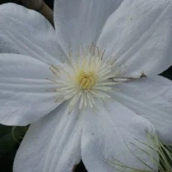 Bosrank (Clematis 'Madame Le Coultre') -Aanbiedingen Hortus Groei Winkel 20120211110333 1 2