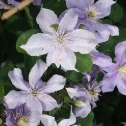 Bosrank (Clematis 'Justa') -Aanbiedingen Hortus Groei Winkel 20120211142234 1 2