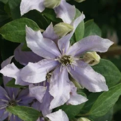 Bosrank (Clematis 'Justa') -Aanbiedingen Hortus Groei Winkel 20120211142323 1 2