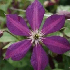 Bosrank (Clematis 'Mikelite') -Aanbiedingen Hortus Groei Winkel 20120211142737 1 2