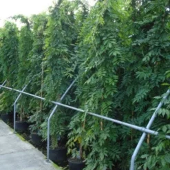 Blauwe Regen (Wisteria Sinensis) -Aanbiedingen Hortus Groei Winkel 20120213094040 13