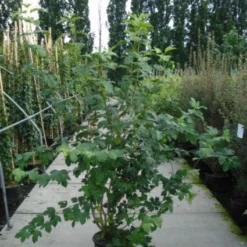 Sneeuwbal (Viburnum Opulus 'Roseum') -Aanbiedingen Hortus Groei Winkel 20120213095949 9