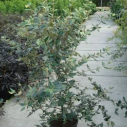 Sneeuwbal (Viburnum Burkwoodii) -Aanbiedingen Hortus Groei Winkel 20120213100608 14