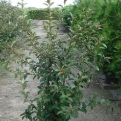 Sneeuwbal (Viburnum Bodnantense 'Charles Lamont') 12 Sneeuwbal (Viburnum Bodnantense 'Charles Lamont') -Aanbiedingen Hortus Groei Winkel 20120213100726 4