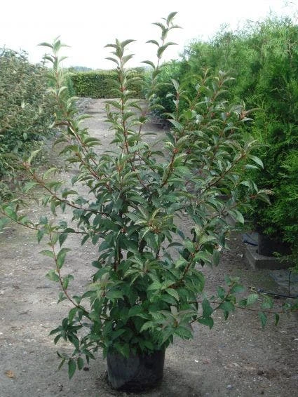 Sneeuwbal (Viburnum Bodnantense 'Charles Lamont') 5 Sneeuwbal (Viburnum Bodnantense 'Charles Lamont') - Afbeelding 5