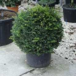 Taxusbol (Taxus Baccata) -Aanbiedingen Hortus Groei Winkel 20120213101948 16